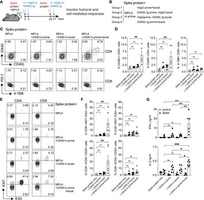 OX40 agonist stimulation increases and sustains humoral and cell-mediated responses to SARS-CoV-2 protein and saRNA vaccines